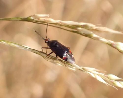 Réf. 286 849 : Deraeocoris ruber